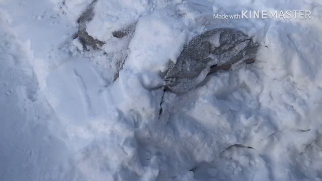 Розы-морозы🌺🥰🌷 смотреть онлайн