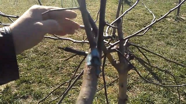 Прищепка яблони,обрезка крыжовника(штамбовый куст). смотреть онлайн