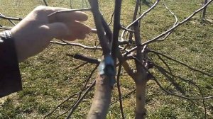 Прищепка яблони,обрезка крыжовника(штамбовый куст).