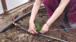 Посадка огурцов в теплице 2022г/Рассада огурцов 2022/ Как сажать огурцы в теплице