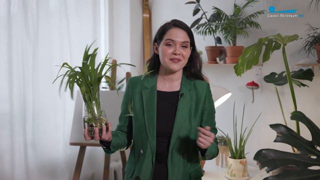 Природные фильтры у вас дома: какие комнатные растения очищают воздух смотреть онлайн