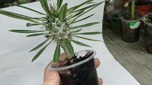 Пахиподиум Ламера сеянцам 1 год и 2 месяца