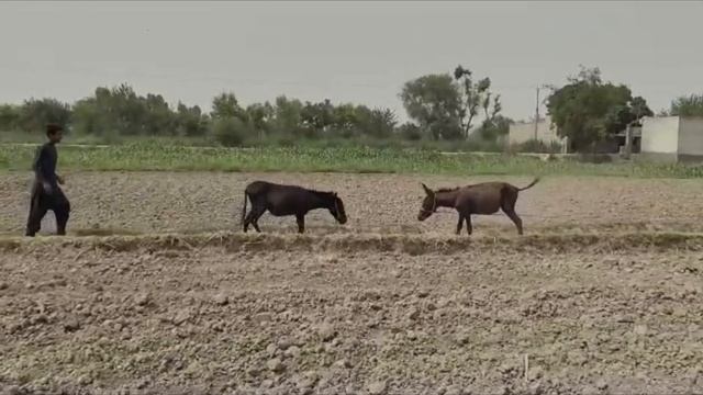 Donkey video enjoy смотреть онлайн