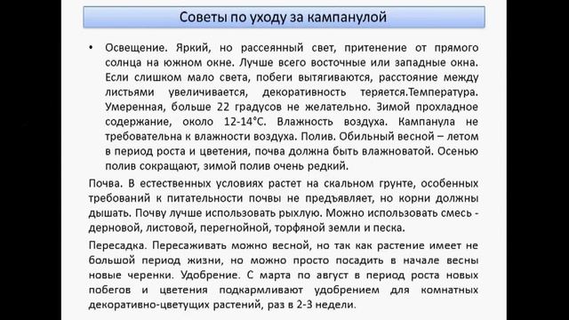 Кампанула смотреть онлайн