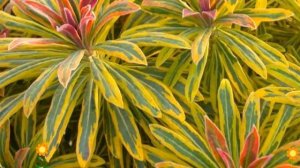 Молочай миндалевидный Ascot Rainbow. Краткий обзор, описание характеристик, где купить рассада