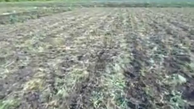 29.05.2017г.прорывание травы в рядах жердели на №1 участке смотреть онлайн