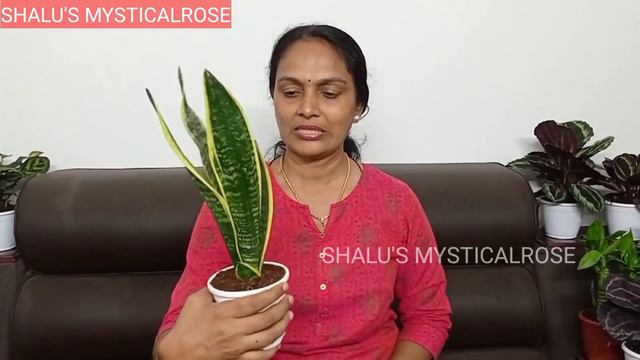 SANSEVIERIA/AGLONIMA/CALATHEA/FICUS/COMBO OFFER/WHOLE SALE RATE/INDOOR PLANTS/ONLINE SALE смотреть онлайн