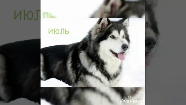 Какая ты порода собак по месяцам. смотреть онлайн