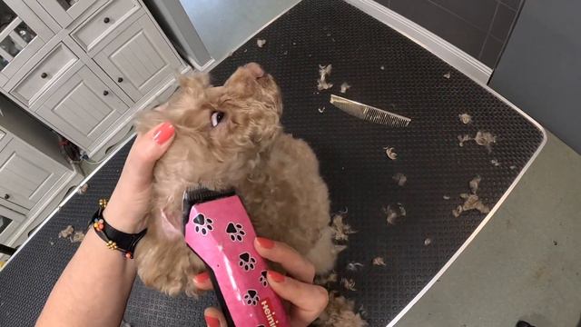 стрижка ТОЙ ПУДЕЛЯ