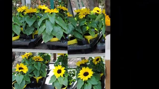 Декоративный подсолнух в саду смотреть онлайн