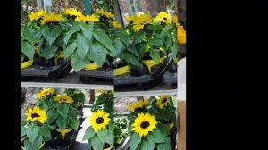 Декоративный подсолнух в саду