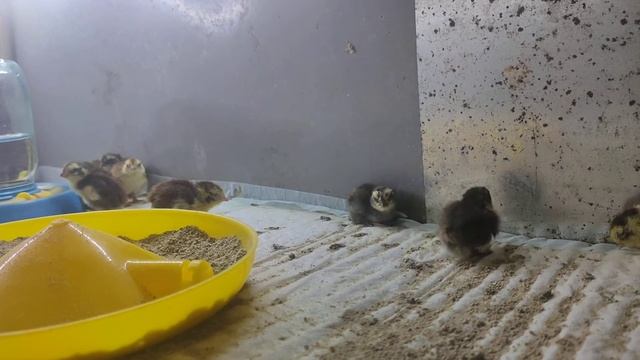 Селадон(Целадон) перепел несущий голубое яйцо. 1й день после вылупления. смотреть онлайн