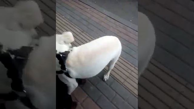 Labradori Ebi  Da Kokispanieri Lusi Tamashobs