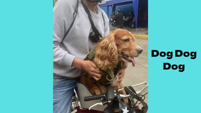 Cocker Spaniel | Funny And Cute Dog Video Compilation In 2022.