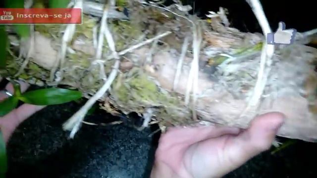 VÍDEO DE RESULTADO: COMO ESTA O TRONQUINHO DE DENDROBIUM? смотреть онлайн