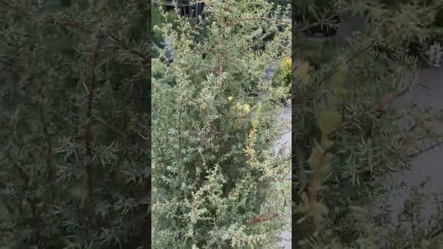 Можжевельник обыкновенный Suecica (Суецика) смотреть онлайн