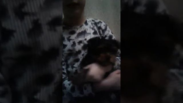 Как приучить Йорка к туалету смотреть онлайн