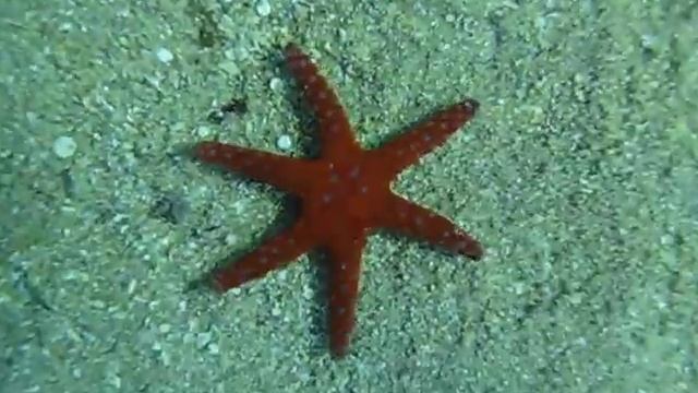 Шестиконечная Морская звезда.Porous Sea Star.Fromia milleporella. смотреть онлайн