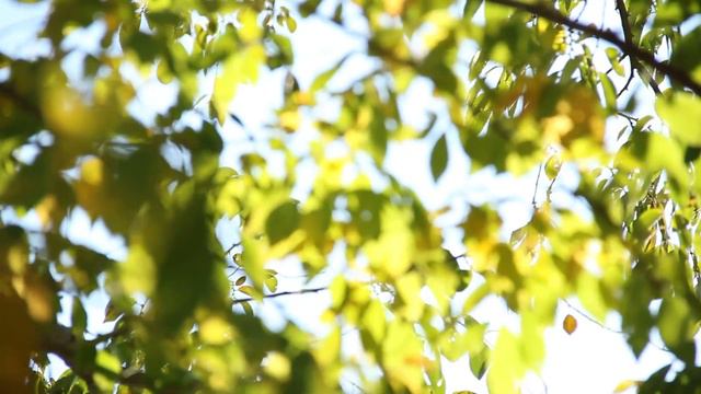 10 MINUTE MEDITATION MUSIC #relax21 смотреть онлайн