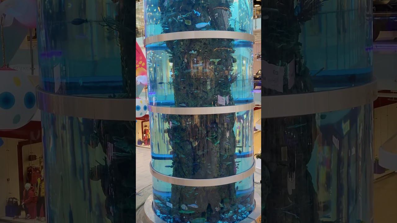 Аквариум в Авиапарке смотреть онлайн