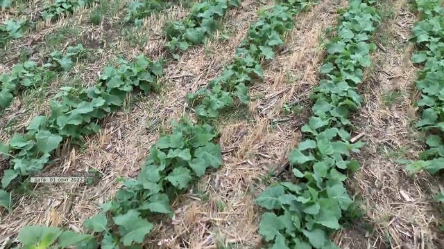 Рострегуляция рапса, контроль вредных объектов || 01 09 2022 смотреть онлайн