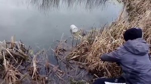 Ставлю ловушки для карася