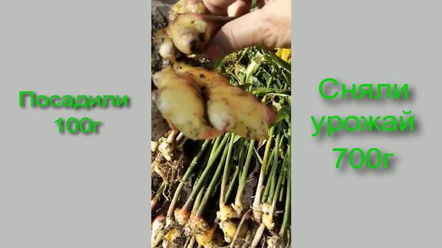 Выращиваем имбирь