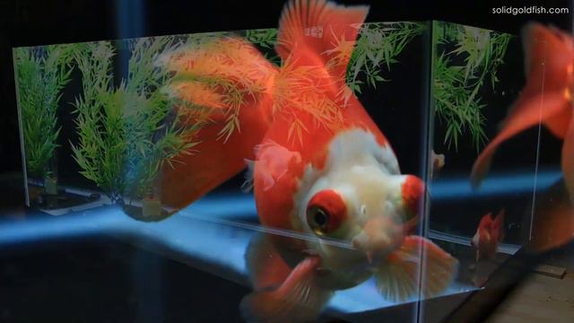 Telescope Goldfish | 1 Year Later смотреть онлайн