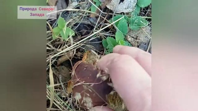 Белые грибы, лесные шампиньоны. Лес, осень. Красота! смотреть онлайн