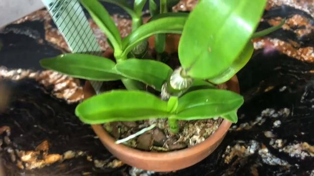 Эстафета «Что в сумочке у моих орхидей» . Как я удобряю орхидеи, как борюсь с врагами насекомыми❤️? смотреть онлайн