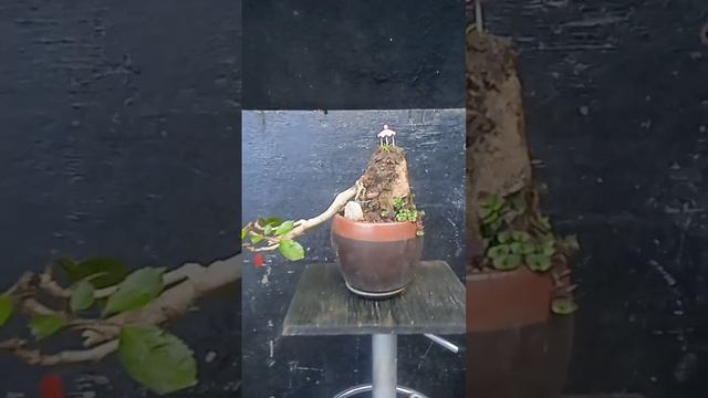 Bonsai Polyscias en cascada la vieja montaña смотреть онлайн