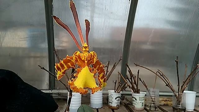 Психопсис (Psihopsis Mariposa)