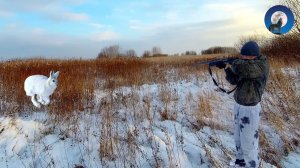 ОХОТА НА ЗАЙЦА ПО ПЕРВОМУ СНЕГУ