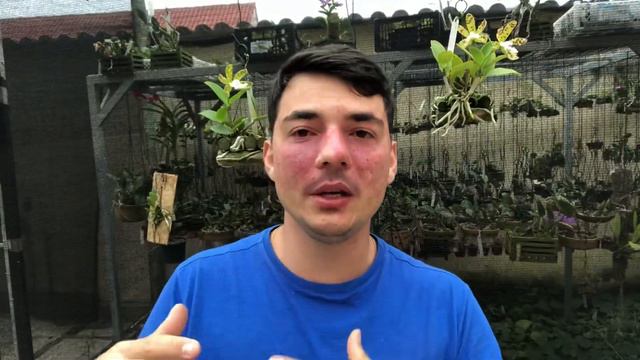 DICAS DE CULTIVO - COMO CULTIVAR ALAORII смотреть онлайн