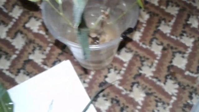 Посадка новых черенков фикуса смотреть онлайн