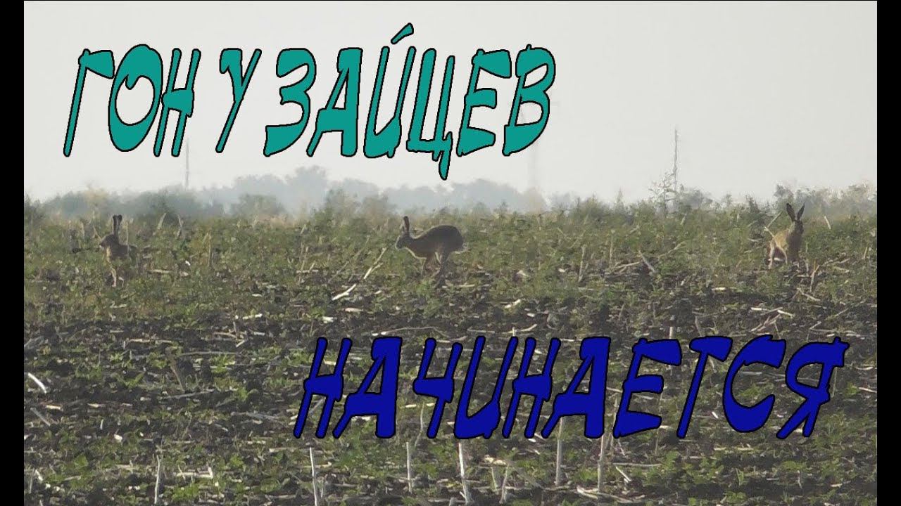 Как начинается гон у зайцев смотреть онлайн