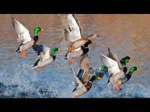 ПЕРЕЛЁТ НАЧАЛСЯ!!! СЕКРЕТ ОХОТЫ НА УТОК РАСКРЫТ / MAX HUNTER