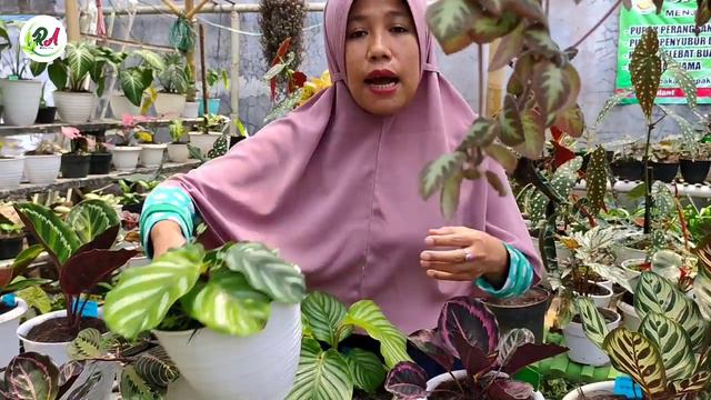 JENIS CALATHEA DAN KISARAN HARGANYA || TANAMAN HIAS TERAS || RA PLANT смотреть онлайн