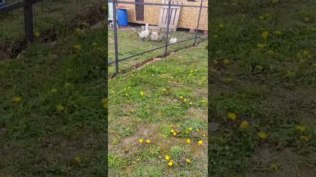 1 прогулка гусят