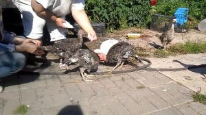 Индюки// Содержание без хлопот// Стоит попробовать//