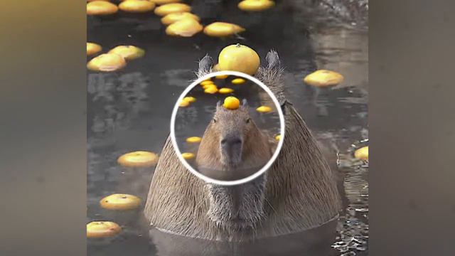 патрик что ты сдесь делаешь капаю зачем ты надел кепку незнаю 🫠 смотреть онлайн