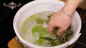 Самые неприхотливые растения для старта аквариума