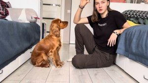 Как научить собаку команде Лежать. Английский кокер-спаниель Чара