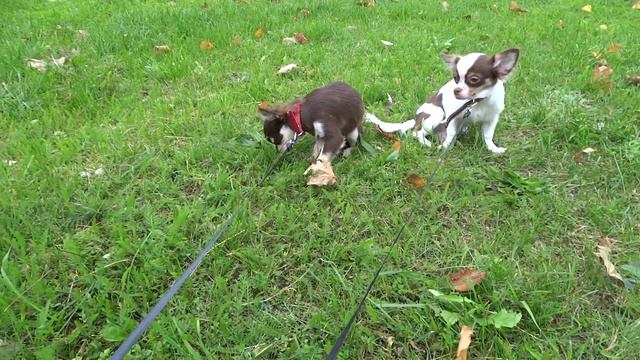 Щенки длинношерстный чихуахуа в продаже Long hair chichuachua puppies for sale смотреть онлайн