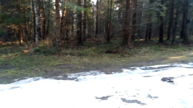 Клещи, грибы и рябчики: весенняя прогулка по лесу смотреть онлайн