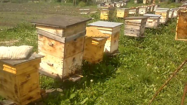 Копия видео "Привитие роя вторака на рамки." смотреть онлайн