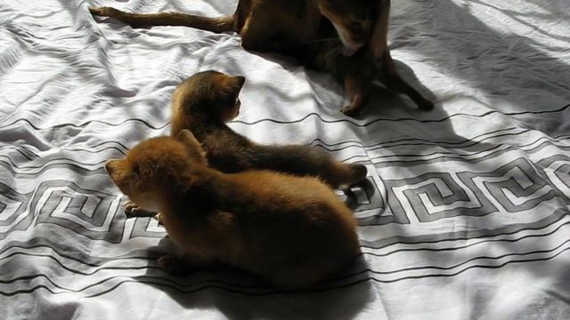 Маленькие Абиссинские котята и мама из питомника O FISH смотреть онлайн