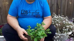 Махровая петуния,кучерявые барашки.