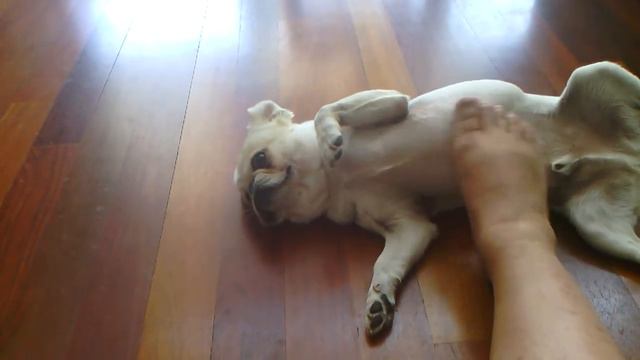 Mochi loves his belly rubs. смотреть онлайн