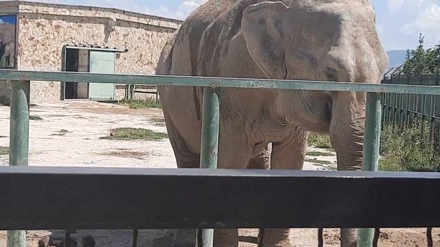 Слониха в парке Тайган смотреть онлайн